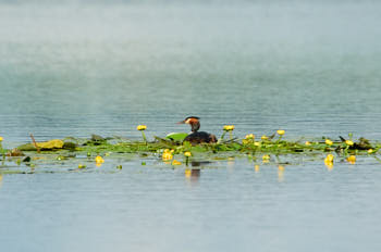 Faune des marais<br>NIKON D300S, 850 mm, 1000 ISO,  1/2000 sec,  f : 8 